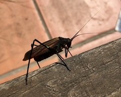 Scaphura elegans