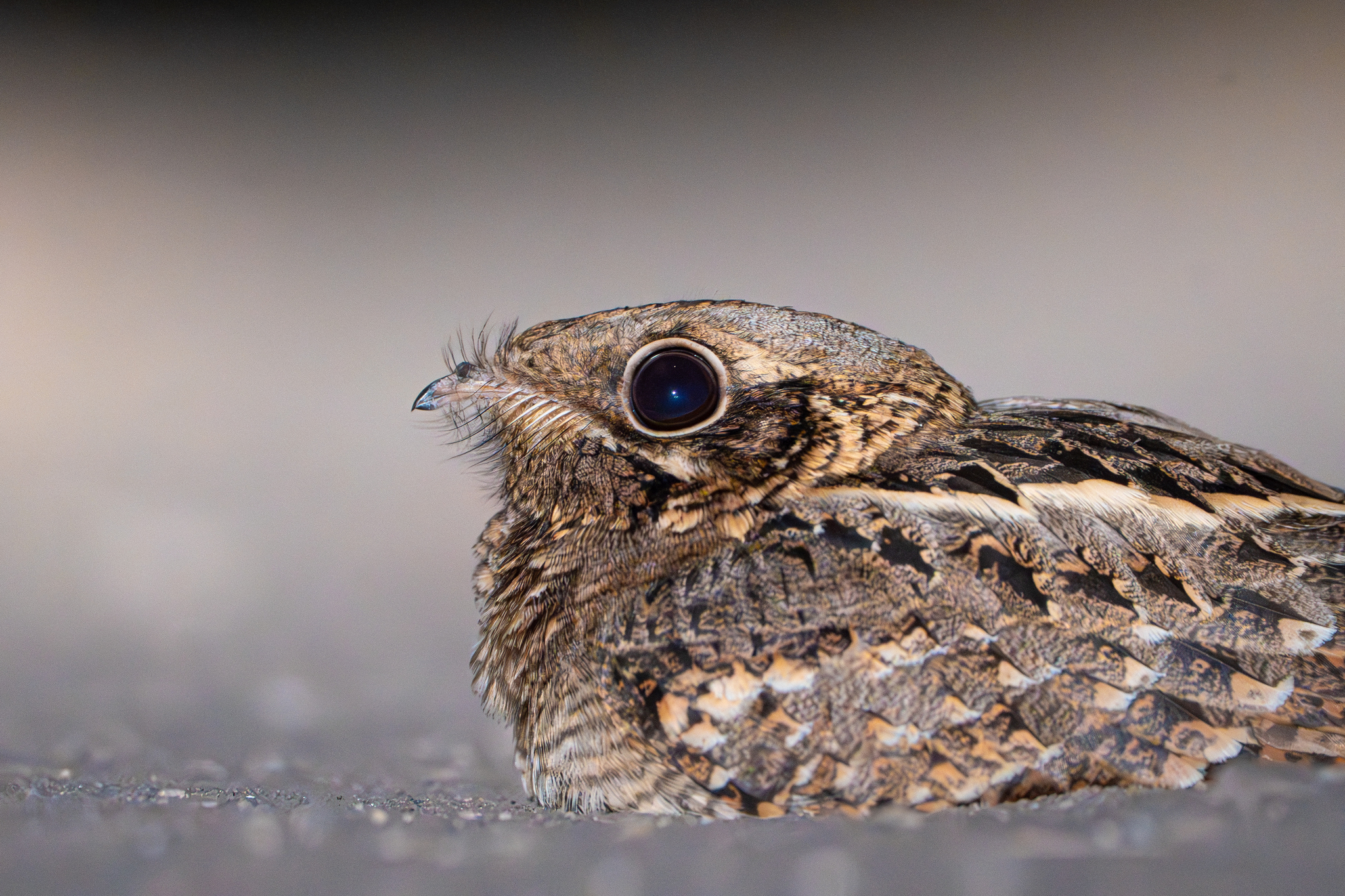 Indian Nightjar (Caprimulgus asiaticus), photo 2