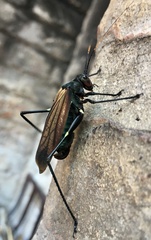 Scaphura elegans