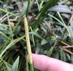 Eleocharis dulcis, photograph author not stated, no rights reserved