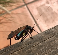 Scaphura elegans