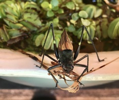 Scaphura elegans