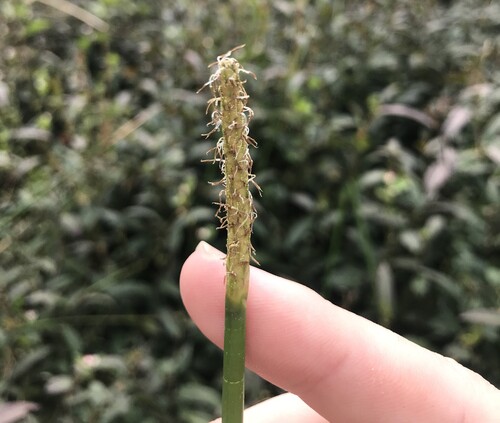 Eleocharis dulcis, photograph 3