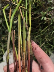 Eleocharis dulcis, photograph author not stated, no rights reserved