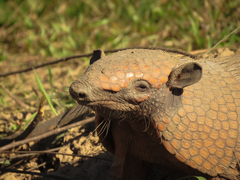 Euphractus sexcinctus
