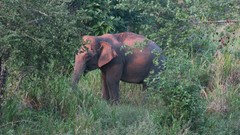 Elephas maximus maximus