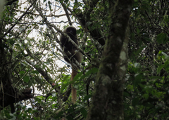Callicebus nigrifrons