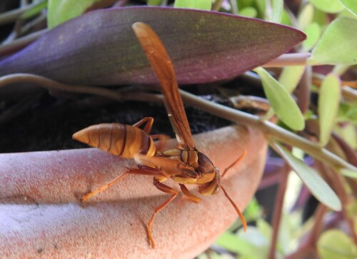 Executioner Paper Wasp