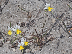 Nemesia ligulata