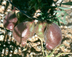 Astragalus insularis