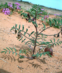 Astragalus insularis