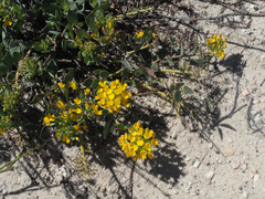 Rafnia globosa