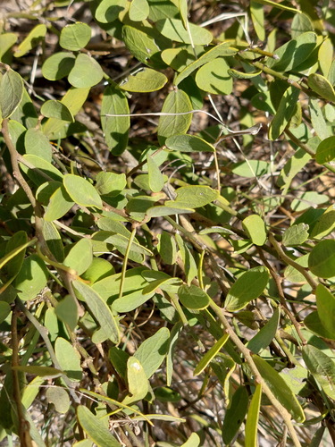Nipan (Capparis lasiantha)
