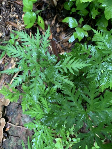 Doryopteris image