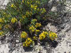 Rafnia globosa
