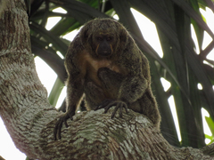 Pithecia chrysocephala