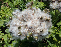 Sonchus grandifolius