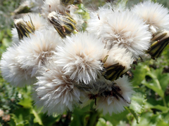 Sonchus grandifolius
