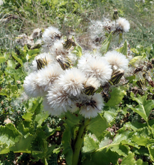 Sonchus grandifolius