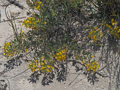 Rafnia globosa