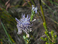 Lachnaea filamentosa