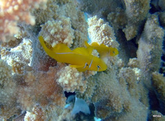 Gobiodon citrinus