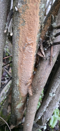 Fuscoporia ferrea, 2026-01-08