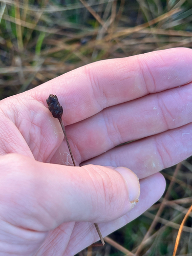 Xyris complanata observed 2026-01-08