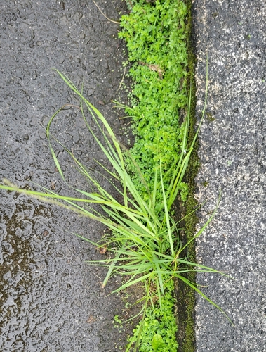 Sporobolus elongatus observed 2026-01-04