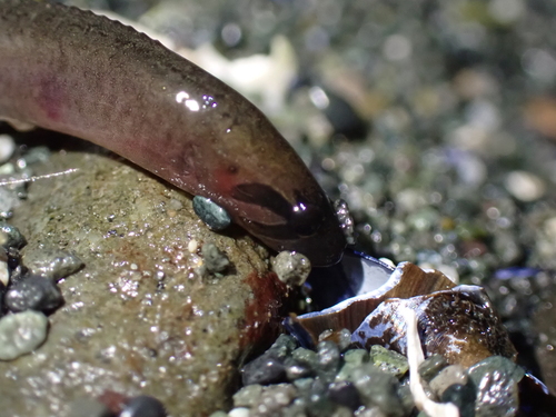 Black blenny (Xiphister atropurpureus) — Stichaeidae — 5