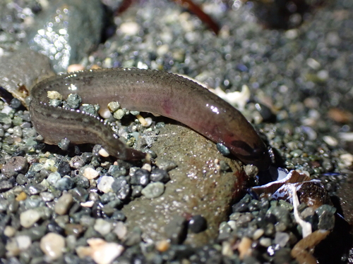 Black blenny (Xiphister atropurpureus) — Stichaeidae