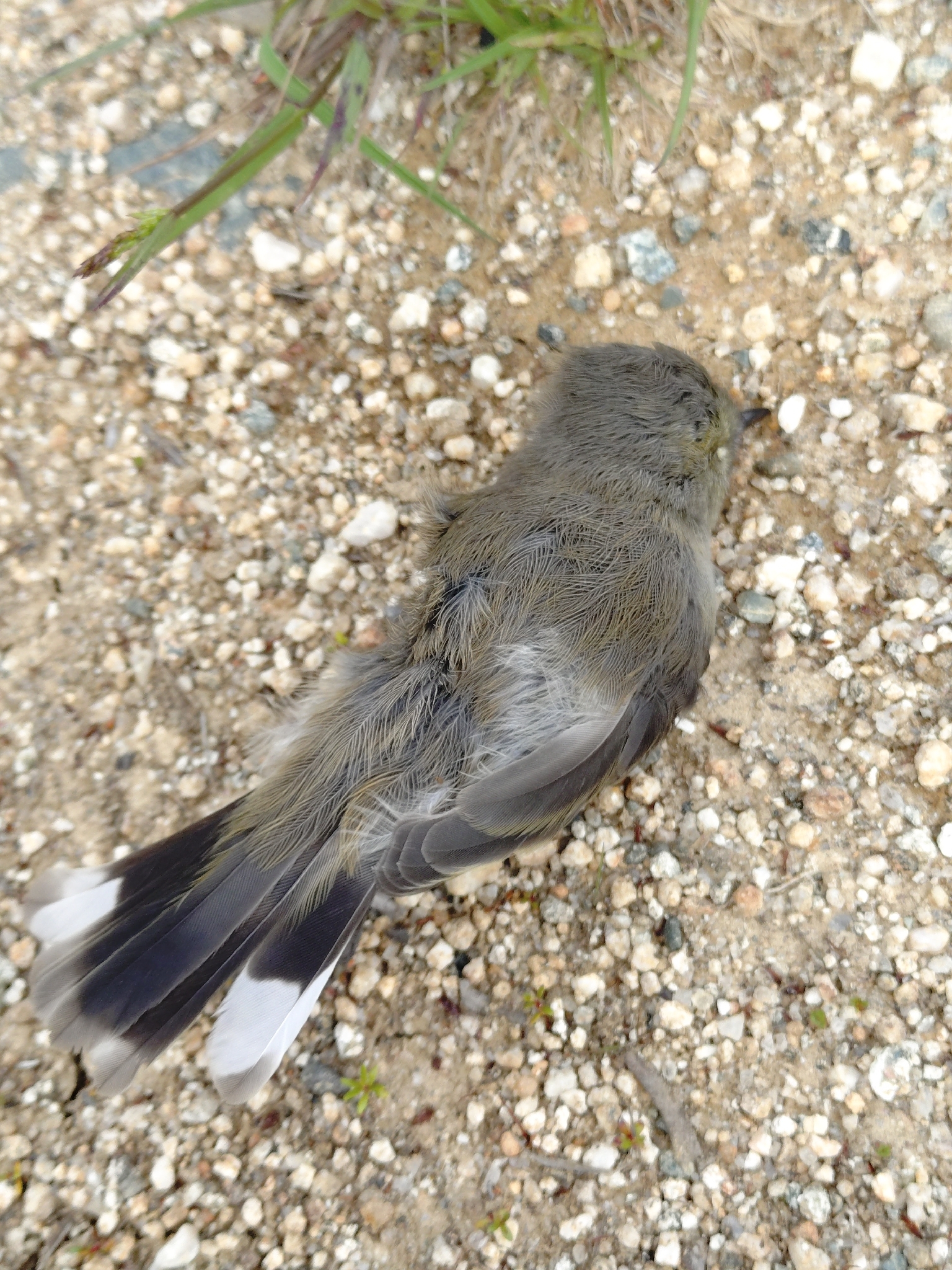 Grey Gerygone (Gerygone igata), photo 5
