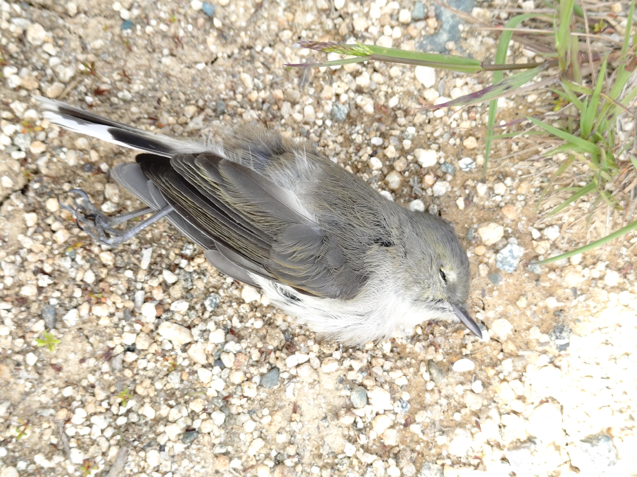 Grey Gerygone (Gerygone igata), photo 6