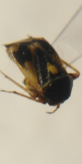 Polymerus brevicornis