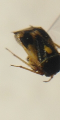 Polymerus brevicornis