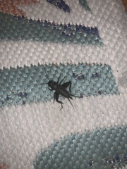 Gryllus rubens