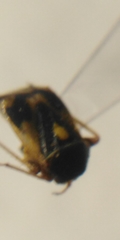 Polymerus brevicornis