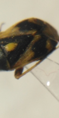 Polymerus brevicornis