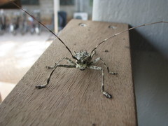 Ancylonotus tribulus