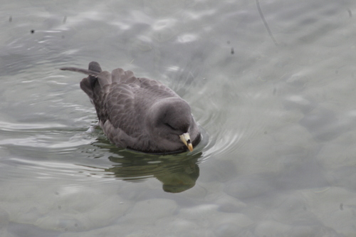 Fulmar boréal