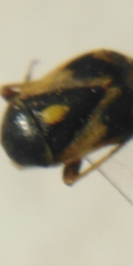 Polymerus brevicornis