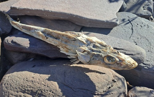 Longhead flathead (Leviprora inops) — Platycephalidae — 2