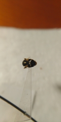 Polymerus brevicornis
