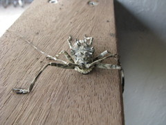 Ancylonotus tribulus