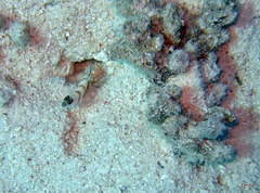 Amblyeleotris steinitzi