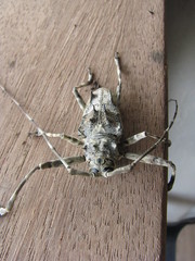 Ancylonotus tribulus