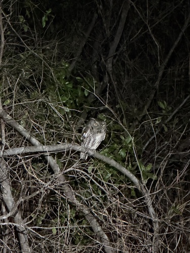 View observation of {o.common_name} on iNaturalist
