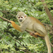 Humboldt's Squirrel Monkey - Photo (c) Arthur Gomes, some rights reserved (CC BY-NC-SA)