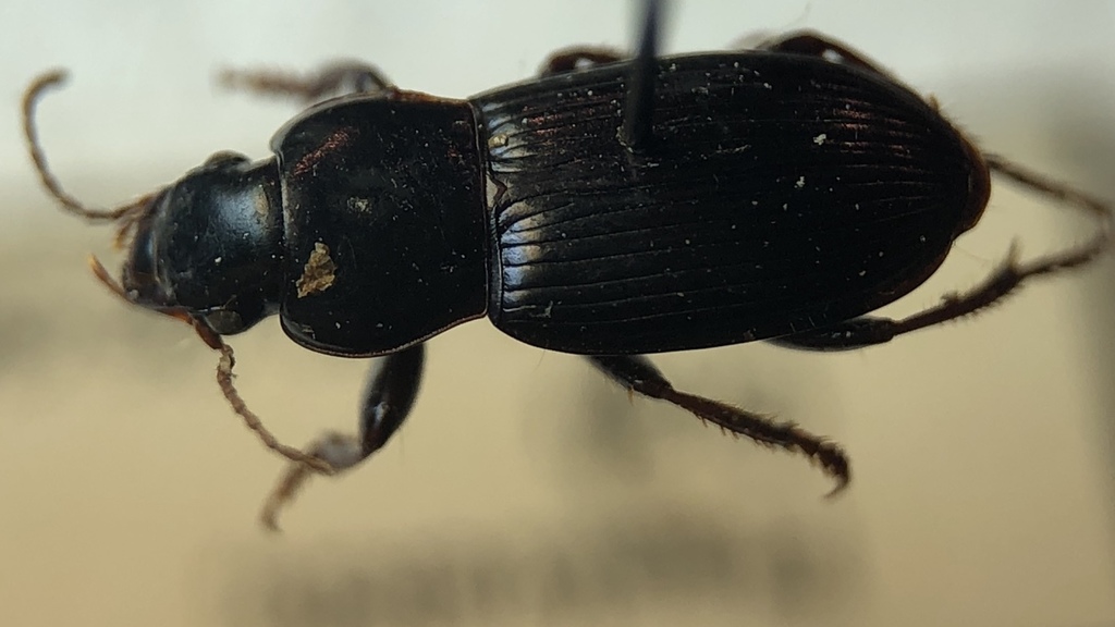 Harpalus attenuatus