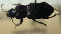 Harpalus attenuatus